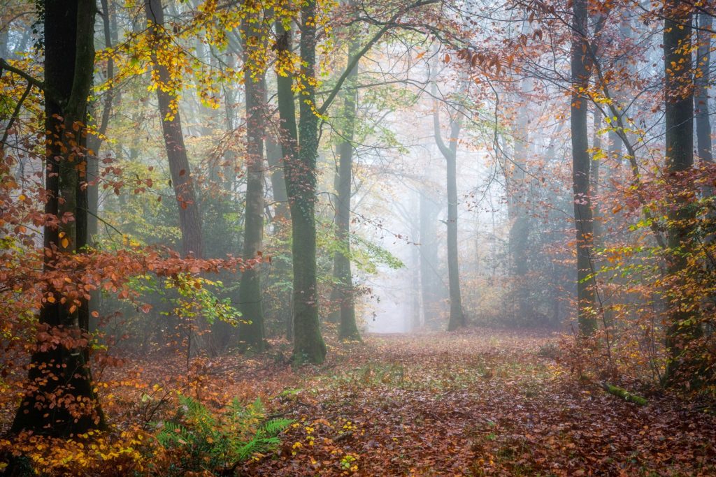 Explore Fall Foliage